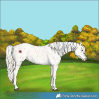 Horse Color:Palomino Roan Appaloosa  and Palomino Roan Appaloosa 