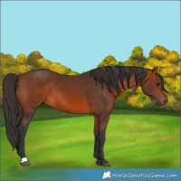 Horse Color:Bay 