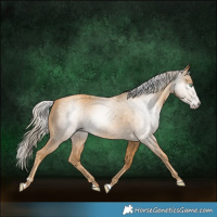 Horse Color:Gray Gold Cream Champagne 