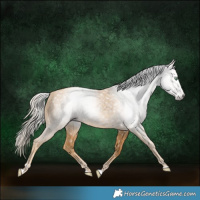 Horse Color:Gray Gold Cream Champagne 