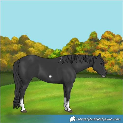 Horse Color:Black Tobiano Frame 