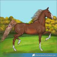 Horse Color:Chestnut 