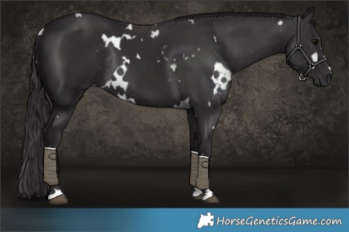 Horse Color:White Spotted Smoky Black Rabicano 
