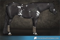 Horse Color:White Spotted Smoky Black Rabicano 
