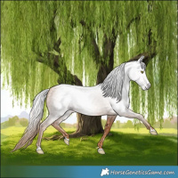 Horse Color:Gray Gold Champagne