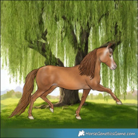 Horse Color:Gray Gold Champagne 