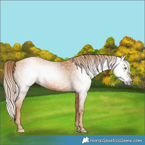 Horse Color:Gray Gold Champagne 