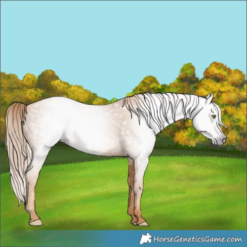 Horse Color:Gray Gold Champagne 