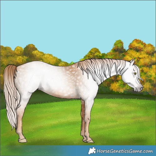 Horse Color:Gray Gold Champagne 