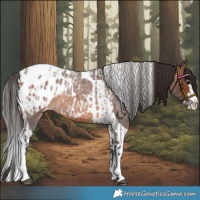 Horse Color:Brown Roan Splash Tobiano Blanket and Brown Roan Splash Tobiano Blanket