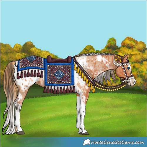 Horse Color:Bay Splash Tobiano Appaloosa and Chestnut Splash Tobiano Appaloosa