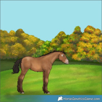 Horse Color:Gray Amber Champagne 