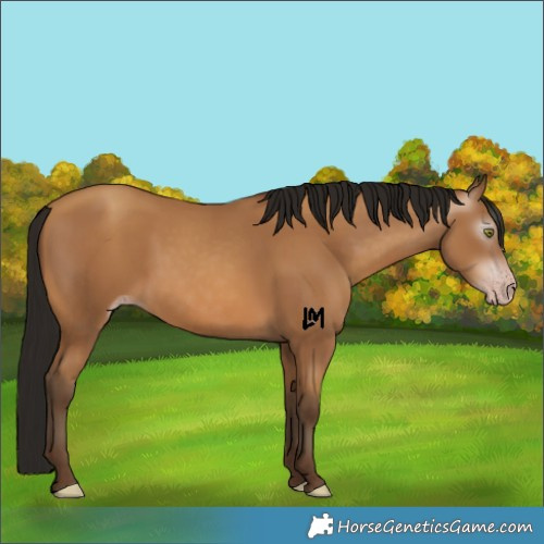 Horse Color:Gray Amber Champagne 