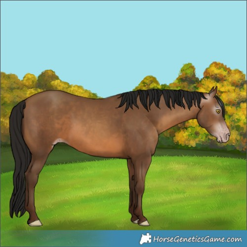 Horse Color:Gray Amber Champagne
