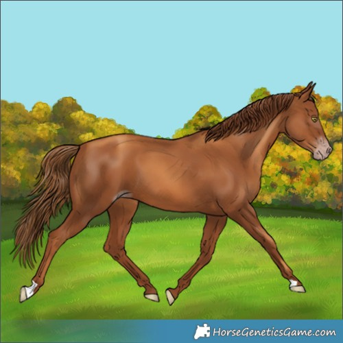 Horse Color:Gray Gold Champagne