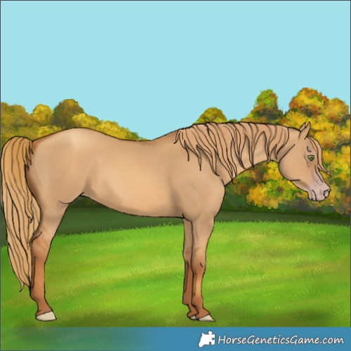 Horse Color:Gray Gold Champagne Dun 