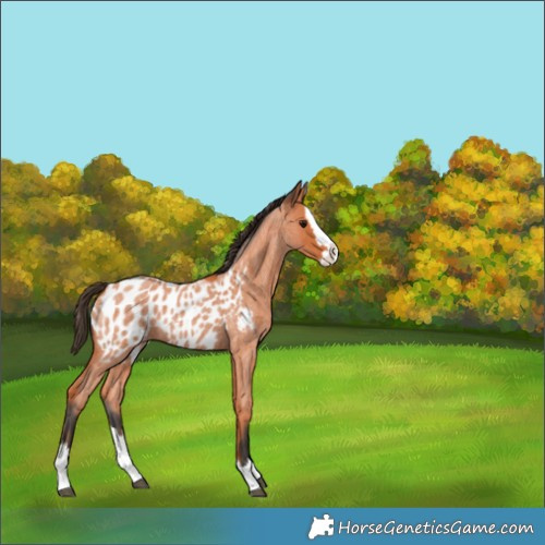 Horse Color:Unknown 