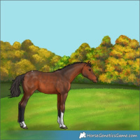 Horse Color:Bay Tobiano 