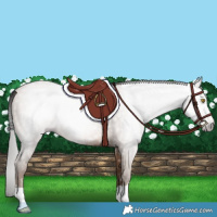 Horse Color:Gray Amber Champagne 