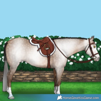 Horse Color:Gray Amber Champagne 