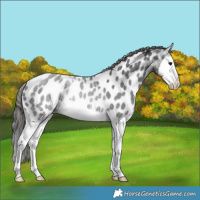 Horse Color:Black Splash Appaloosa Rabicano 