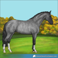 Horse Color:Blue Roan Rabicano 