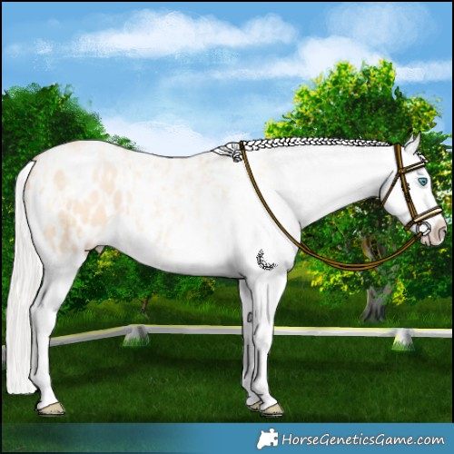 Horse Color:Silver Amber Champagne Pearl Dun Tobiano Appaloosa Rabicano  and Silver Amber Champagne Pearl Dun Tobiano Appaloosa Rabicano 