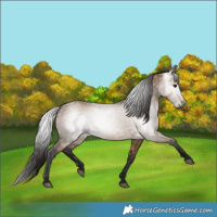 Horse Color:Gray Bay Dun 