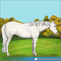 Horse Color:Silver Amber Champagne Pearl Dun Tobiano Appaloosa Rabicano  and Silver Amber Champagne Pearl Dun Splash Tobiano Appaloosa Rabicano 