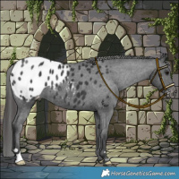 Horse Color:Black Appaloosa