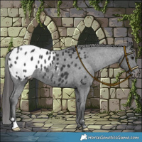 Horse Color:Black Blanket 