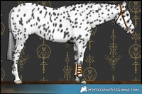 Horse Color:Black Appaloosa