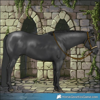 Horse Color:Black 