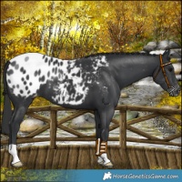 Horse Color:Black Appaloosa