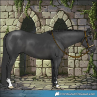 Horse Color:Black 