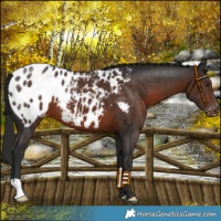 Horse Color:Liver Chestnut Appaloosa