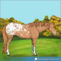 Horse Color:Chestnut Tobiano Appaloosa 
