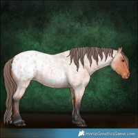 Horse Color:Bay Roan Appaloosa