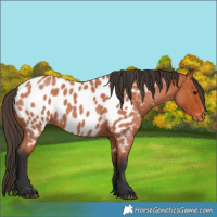 Horse Color:Bay Roan Appaloosa 