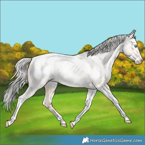 Horse Color:Silver Amber Champagne Pearl Dun Tobiano Blanket Rabicano  and Silver Amber Champagne Pearl Dun Tobiano Blanket Rabicano 