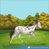 Horse Color:Chocolate Bay Pearl Dun Sabino Tobiano Appaloosa Rabicano Brindle  and Silver Amber Champagne Pearl Dun Tobiano Appaloosa Rabicano 