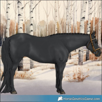 Horse Color:Black 