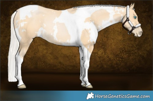 Horse Color:White Spotted Silver Buckskin Pearl Tobiano Rabicano 