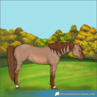Horse Color:Red Dun 