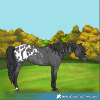 Horse Color:Blue Roan Appaloosa 