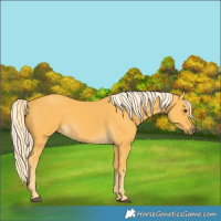 Horse Color:Palomino 