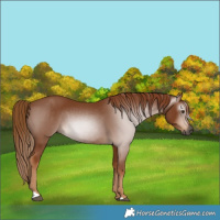 Horse Color:Gray Chestnut 
