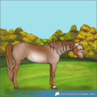 Horse Color:Gray Chestnut 