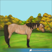 Horse Color:Gray Buckskin Roan 