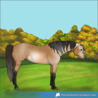 Horse Color:Gray Buckskin 